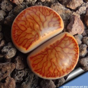 Lithops julii ssp. fulleri cv. KOSOGYOKU ex Shimada Japan
