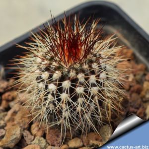 Uebelmannia pectinifera v. horrida RNK31 Enghenheiro Dolabela, Fazenda Santa Maria, Minas Gerais, Brazil 750m (HU550)