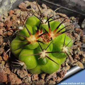 Copiapoa pseudocoquimbana La Serena, 04 Coquimbo, Chile