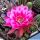 Echinopsis hybrid cv. JURY