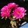 Echinopsis hybrid cv. JURY