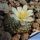 Blossfeldia formosa