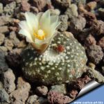Blossfeldia formosa