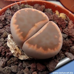 Lithops karasmontana ssp. bella cv. IRONSTONE (open window selected)