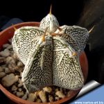 Astrophytum hybrid ONZ-OR (A. myriostigma cv. ONZUKA x A. ornatum)