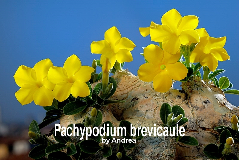 自家採取】 Pachypodium brevicaule ssp. おとなし leucoxanthum