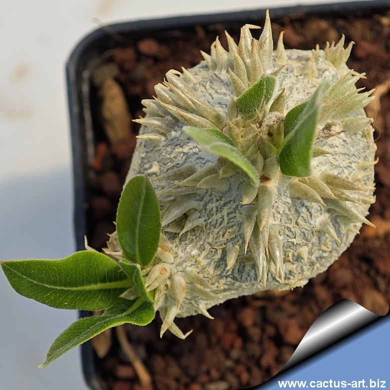 Pachypodium brevicaule (Grafted)
