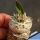Pachypodium brevicaule (Grafted)