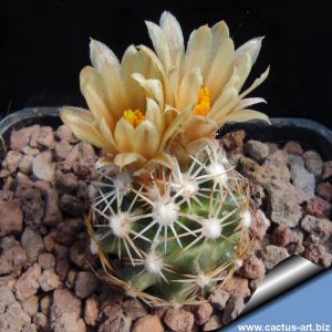 Cochisea robinsorum (Escobaria robinsorum)
