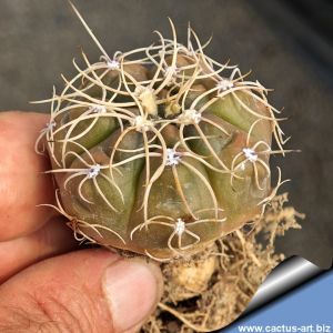 Gymnocalycium paraguayense