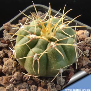 Gymnocalycium paraguayense