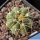 Gymnocalycium paraguayense