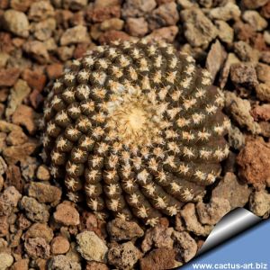 Eriosyce pajonalensis (Thelocephala pajonalensis)