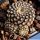 Eriosyce pajonalensis (Thelocephala pajonalensis)