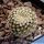 Eriosyce pajonalensis (Thelocephala pajonalensis)
