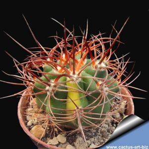 Denmoza rhodacantha f. variegata