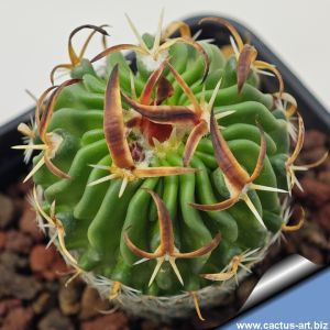 Echinofossulocactus phyllacanthus F122 Tierra Nueva, San Luis Potosi, Mexico.