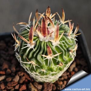 Echinofossulocactus phyllacanthus F122 Tierra Nueva, San Luis Potosi, Mexico.