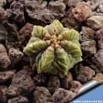 Aztekium ritteri f. rotundum GCG10005, El Barreal, Nuevo Leon, Mexico
