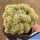 Mammillaria prolifera f. cristata