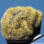 Mammillaria prolifera f. cristata