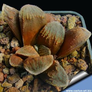 Haworthia hybrid springbokvlakensis x KEGANI