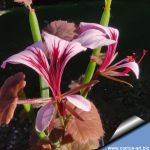 Pelargonium tetragonum