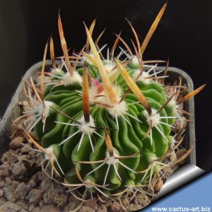 Echinofossulocactus phyllacanthus v. grandicornis NAGL83.022 Guanajuato, Mexico