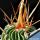Echinofossulocactus phyllacanthus v. grandicornis NAGL83.022 Guanajuato, Mexico