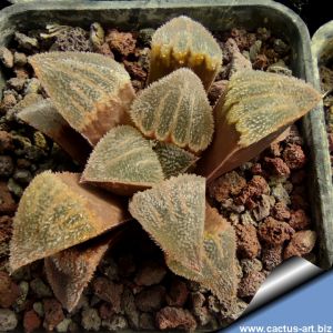 Haworthia cv. TOKUKEBA (ex Japan)