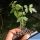 Bursera fagaroides