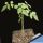 Bursera fagaroides
