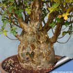 Bursera fagaroides