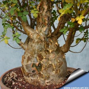 Bursera fagaroides