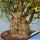 Bursera fagaroides