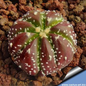 Astrophytum asterias cv. PURPLE