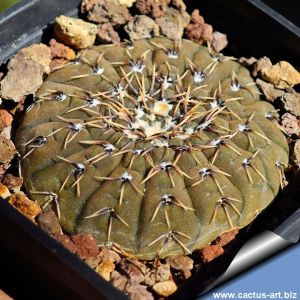 Gymnocalycium platygonum R224A La Rioja, Argentina