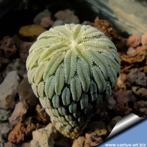 Pelecyphora aselliformis RS550 km30, Route 57, Ventura, San Luis Potosi, Mexico (SEED GROWN)