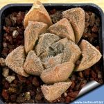 Haworthia cooperi v. venusta cv. SHIRAYUKI-EMAKI