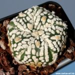Astrophytum asterias cv. SUPERKABUTO "5 RIBS " Ex Thailand