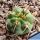 Gymnocalycium carminanthum ZJ118 El Rodeo, 1650m, Catamarca, Argentina