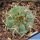 Gymnocalycium carminanthum ZJ118 El Rodeo, 1650m, Catamarca, Argentina