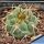 Gymnocalycium carminanthum ZJ118 El Rodeo, 1650m, Catamarca, Argentina