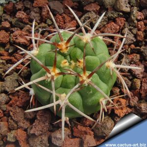 Gymnocalycium carminanthum ZJ118 El Rodeo, 1650m, Catamarca, Argentina