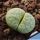 Lithops julii cv. PEPPERMINT CREME C297A