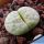 Lithops julii cv. PEPPERMINT CREME C297A