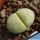 Lithops julii cv. PEPPERMINT CREME C297A