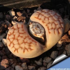 Lithops julii 'reticulate' (MG1623.4)