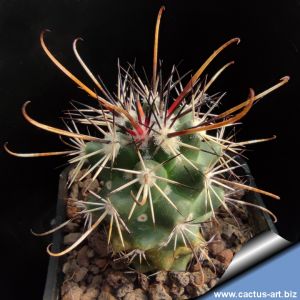 Coryphantha stipitata GM1804 Villa Garcia, 2130 m, Zacatecas, Mexico