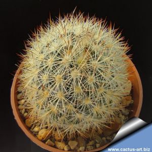 Escobaria orcuttii v. koenigii SB92 Luna County, New Mexico, USA